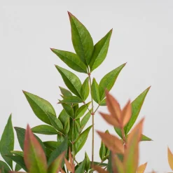 Nandina domestica 'Gulf Stream'