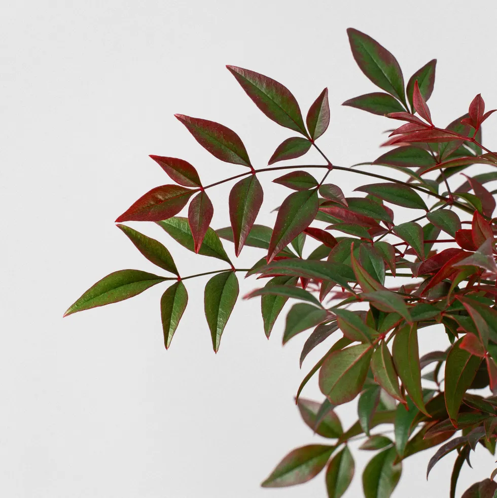Nandina domestica 'Obsessed Seika'