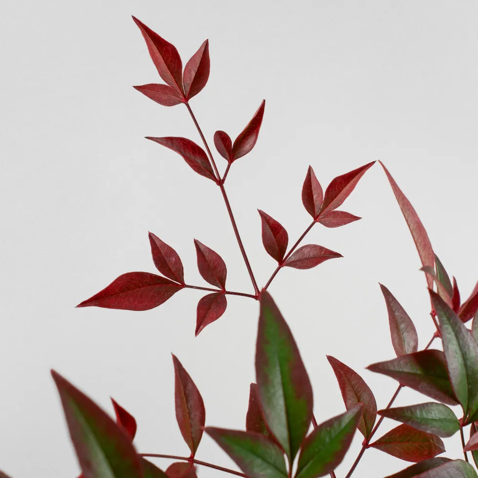 Nandina domestica 'Obsessed Seika'