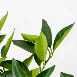 Naranjo (Citrus sinensis)