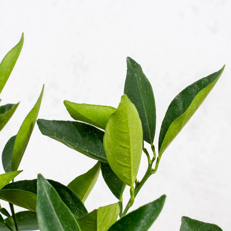 Naranjo (Citrus sinensis)