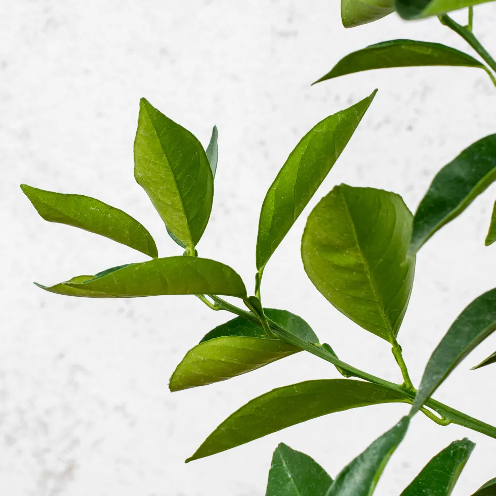Naranjo (Citrus sinensis)