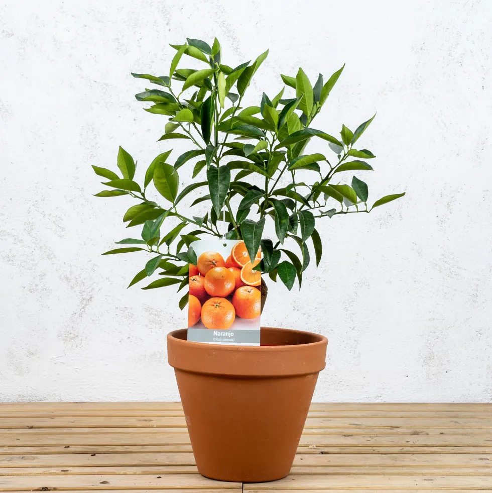 Naranjo (Citrus sinensis)