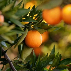 Naranjo en Copa (Citrus sinensis)