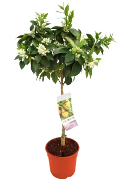 Naranjo en Copa (Citrus sinensis)