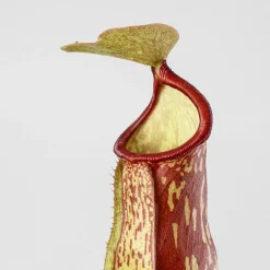 Nepenthes 'Gaya'