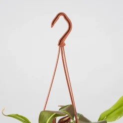 Nepenthes 'Gaya'