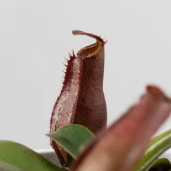 Nepenthes sp.