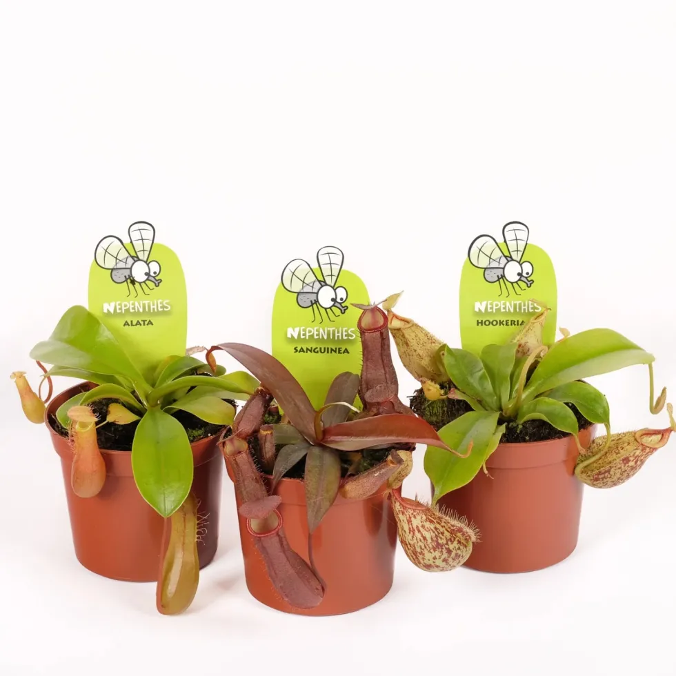 Nepenthes sp.