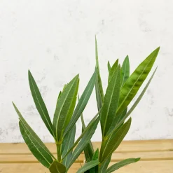 Nerium oleander blanca (Adelfa)