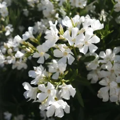 Nerium oleander blanca (Adelfa)