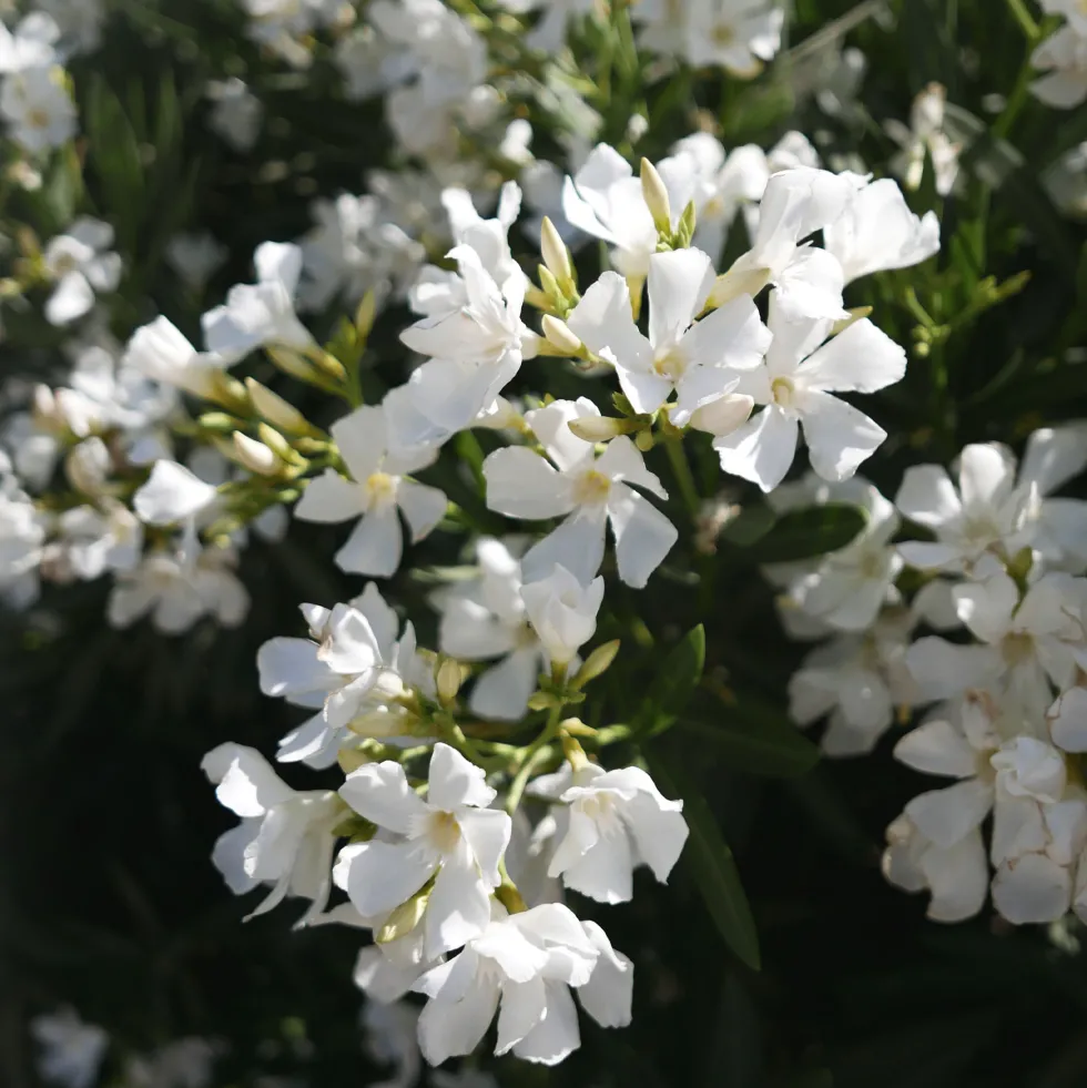 Nerium oleander blanca (Adelfa)