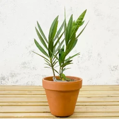 Nerium oleander blanca (Adelfa)