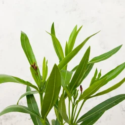 Nerium oleander roja (Adelfa)