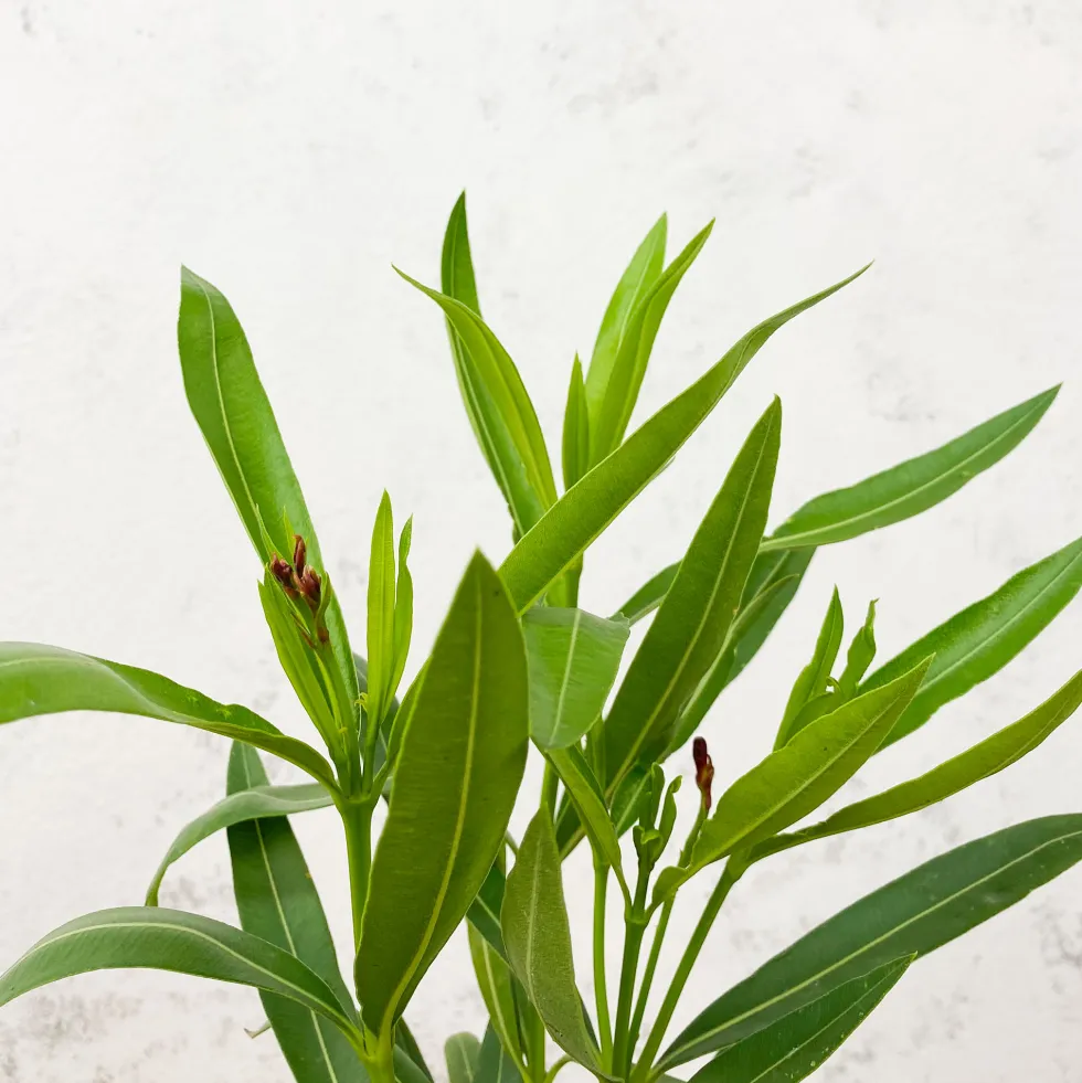 Nerium oleander roja (Adelfa)