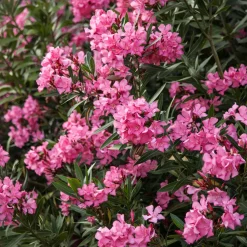 Nerium oleander roja (Adelfa)