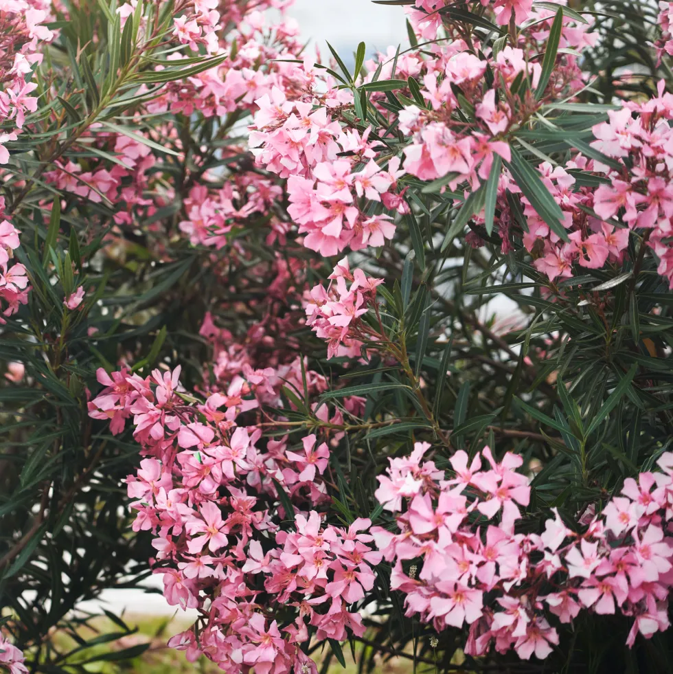 Nerium oleander rosa (Adelfa)