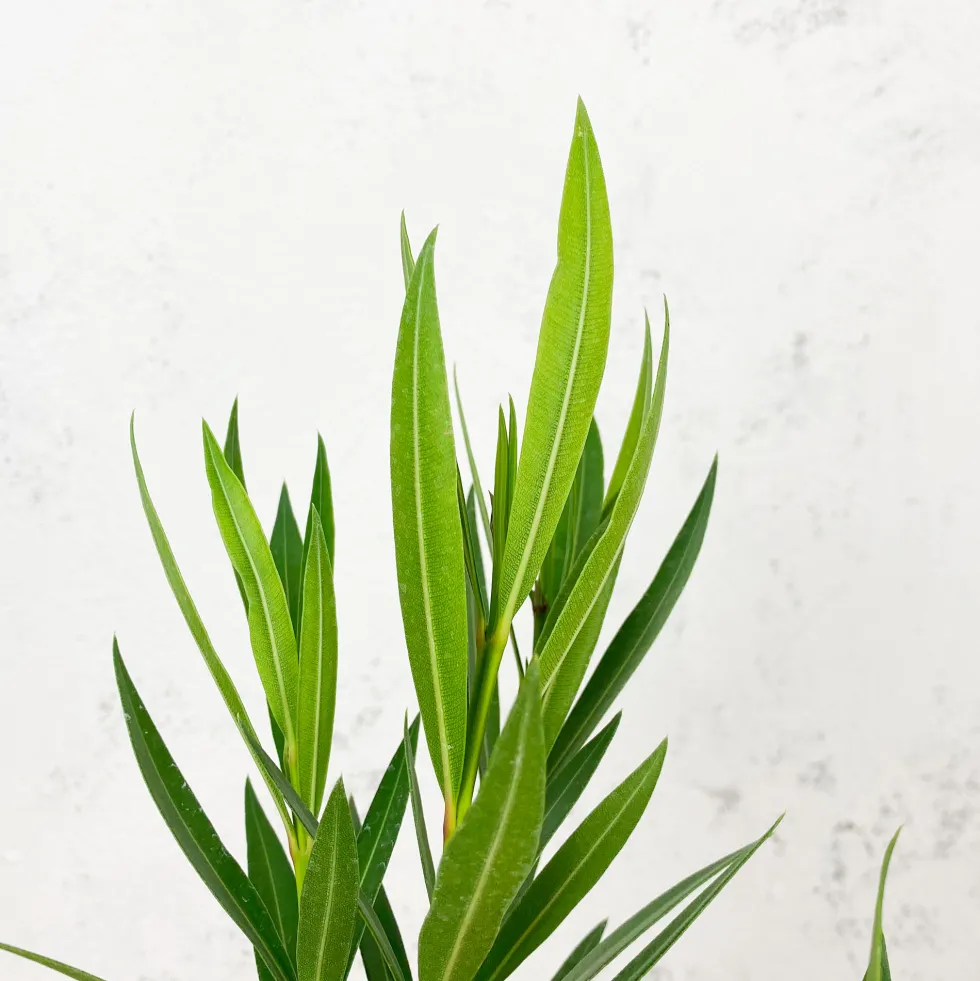 Nerium oleander rosa (Adelfa)