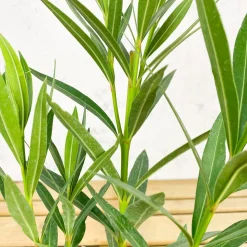 Nerium oleander rosa (Adelfa)