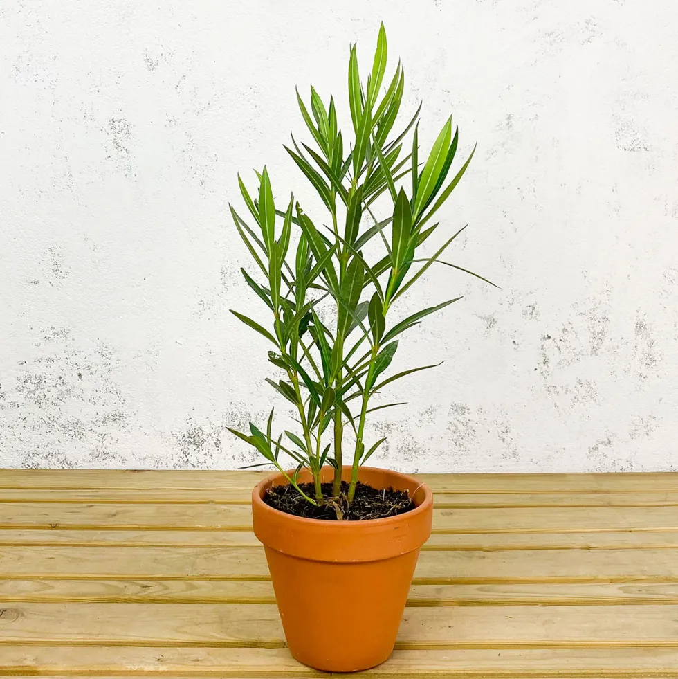 Nerium oleander rosa (Adelfa)