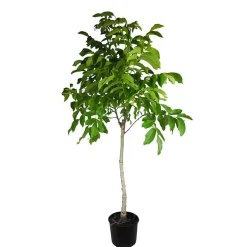 Nogal (Juglans regia)