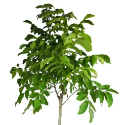 Nogal (Juglans regia)