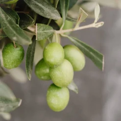 Olivo en Copa (olea europaea)