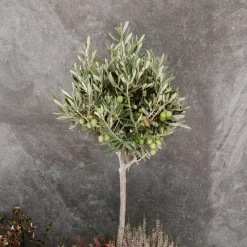 Olivo en Copa (olea europaea)