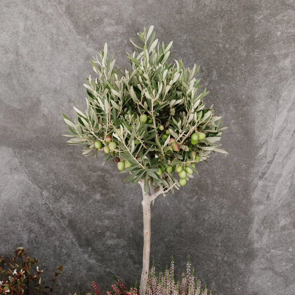 Olivo en Copa (olea europaea)