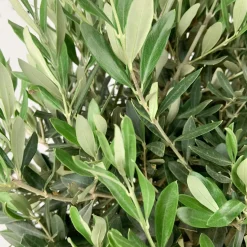Olivo en Copa (olea europaea)