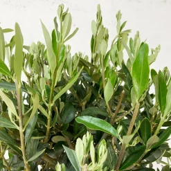 Olivo en Copa ramificada (olea europaea)