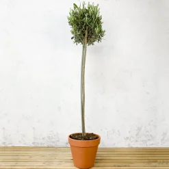 Olivo en Copa ramificada (olea europaea)