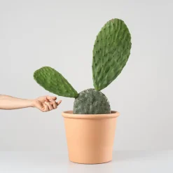 Opuntia 'Titania'