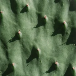 Opuntia 'Titania'