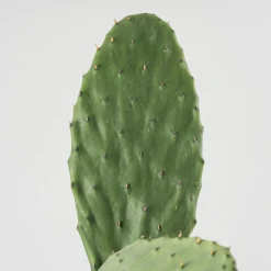 Opuntia 'Titania'