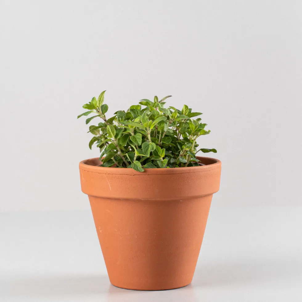 Orégano (origanum vulgare) - Planta aromática