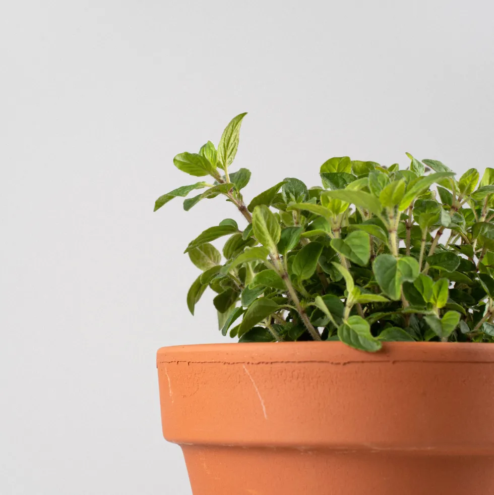Orégano (origanum vulgare) - Planta aromática