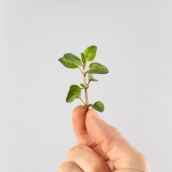 Orégano (origanum vulgare) - Planta aromática