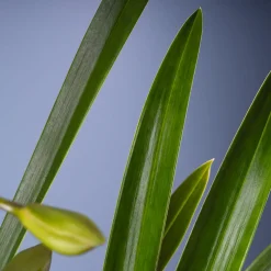 Orquídea Cymbidium