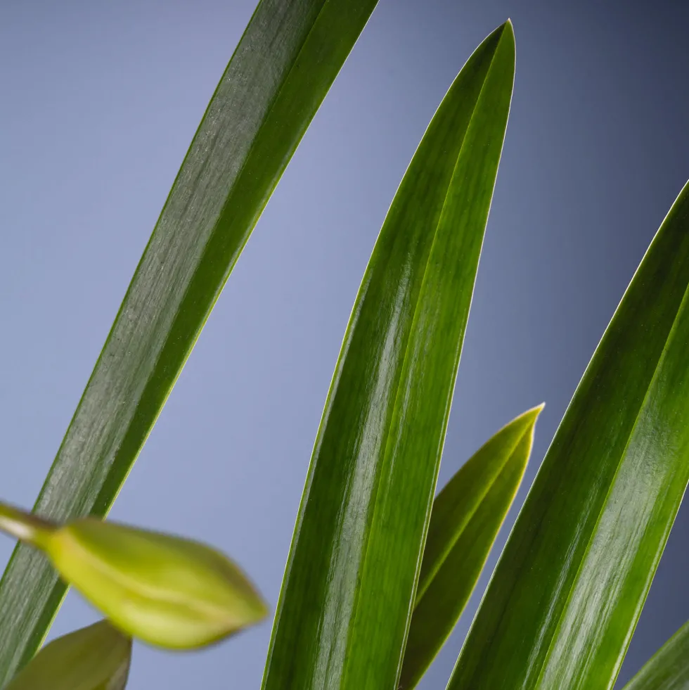 Orquídea Cymbidium