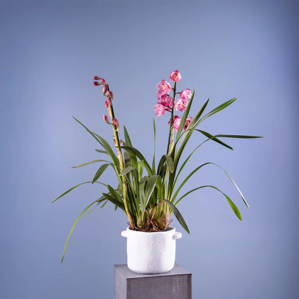 Orquídea Cymbidium
