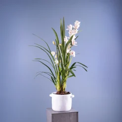 Orquídea Cymbidium