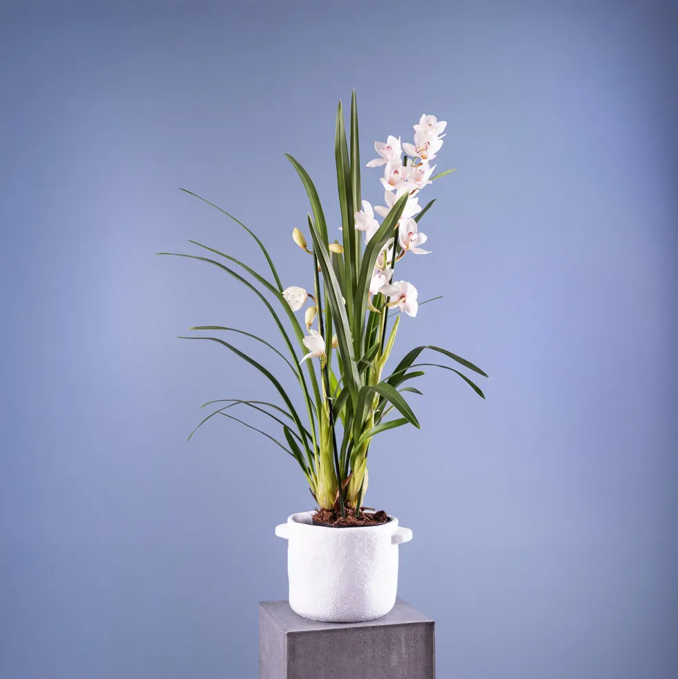 Orquídea Cymbidium