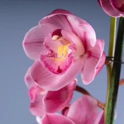 Orquídea Cymbidium