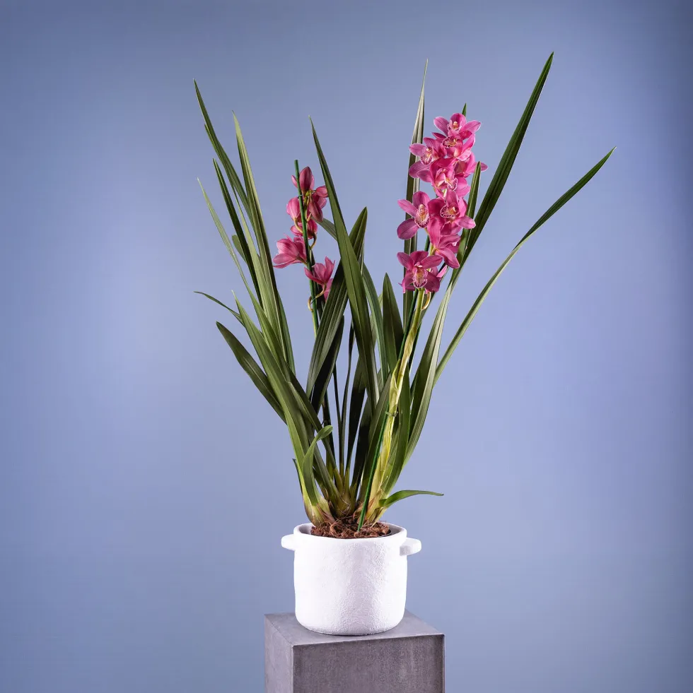 Orquídea Cymbidium