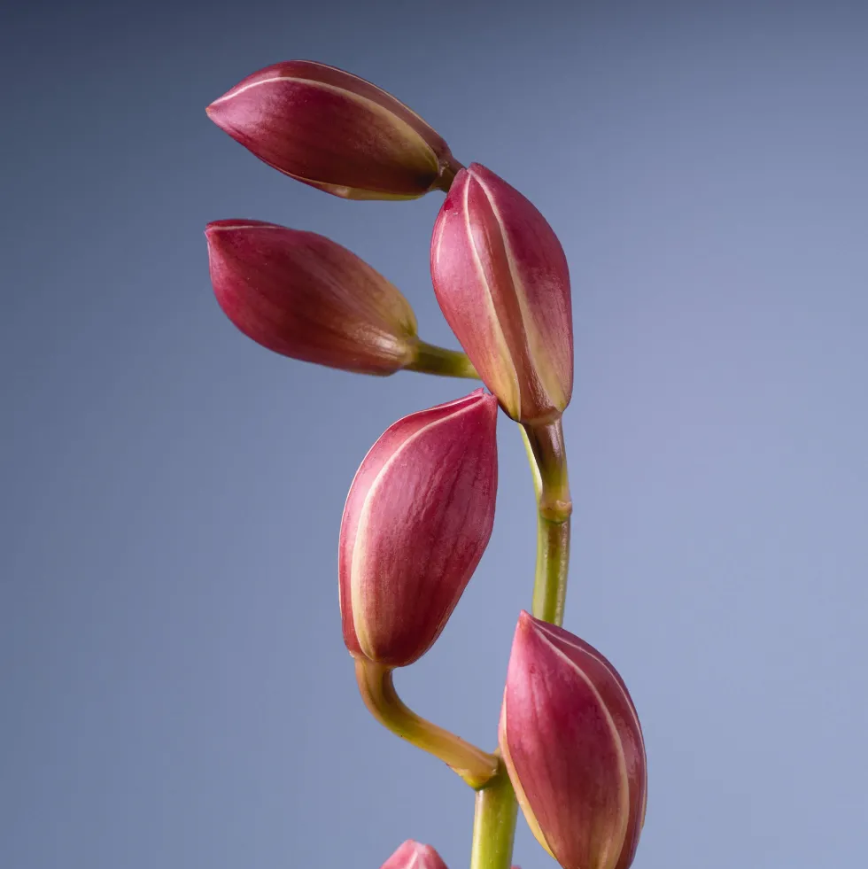 Orquídea Cymbidium
