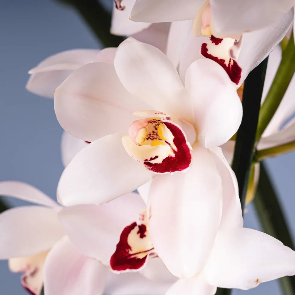 Orquídea Cymbidium