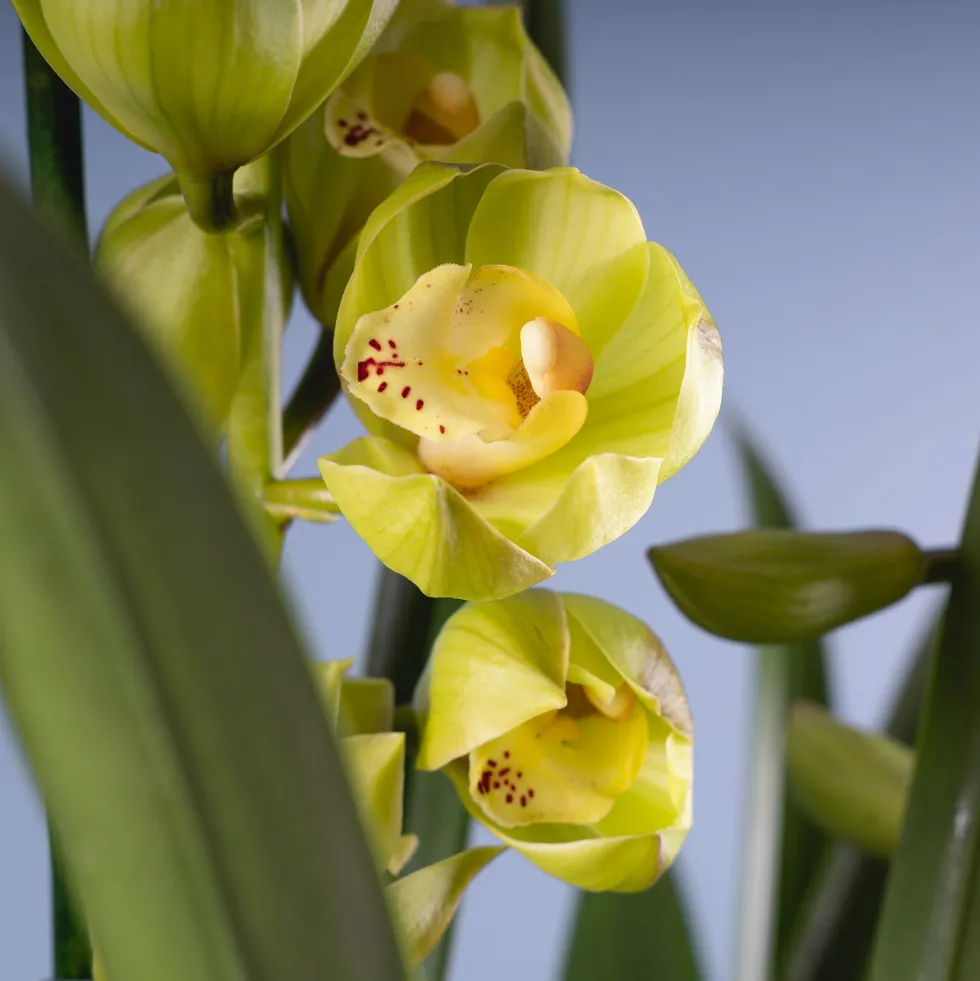 Orquídea Cymbidium