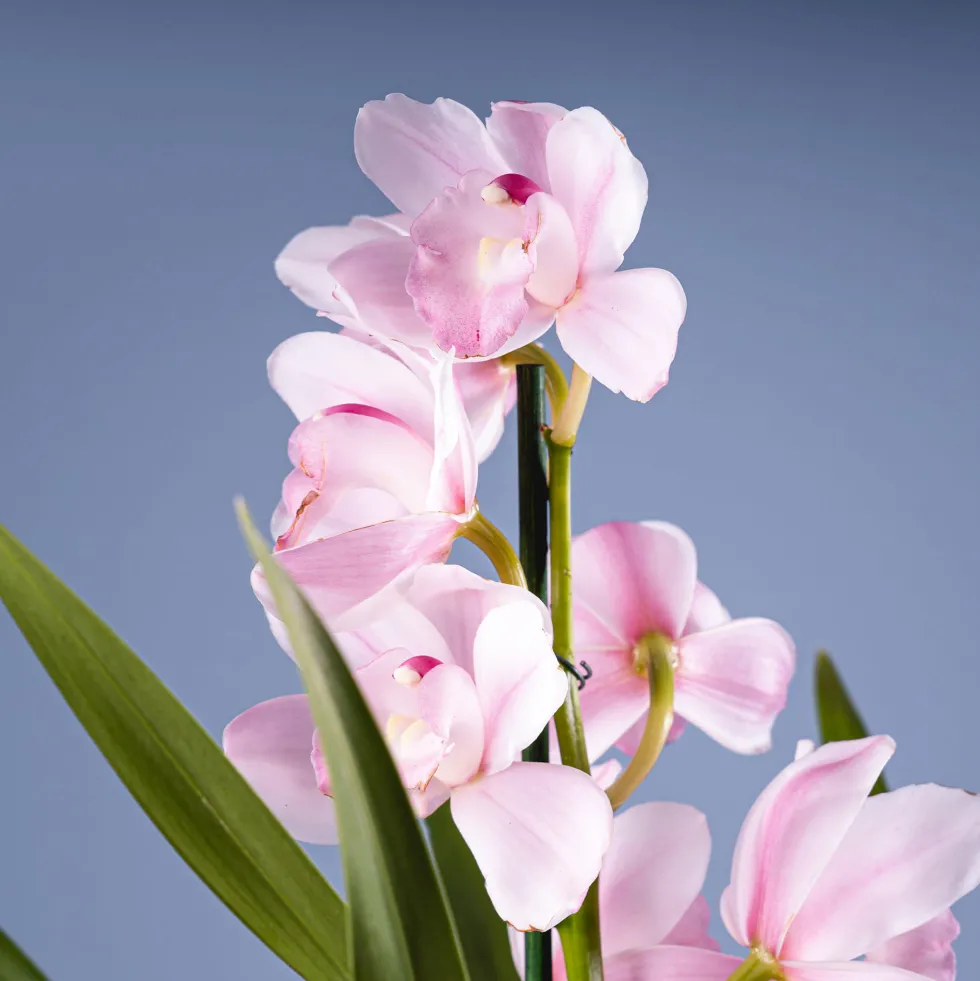 Orquídea Cymbidium