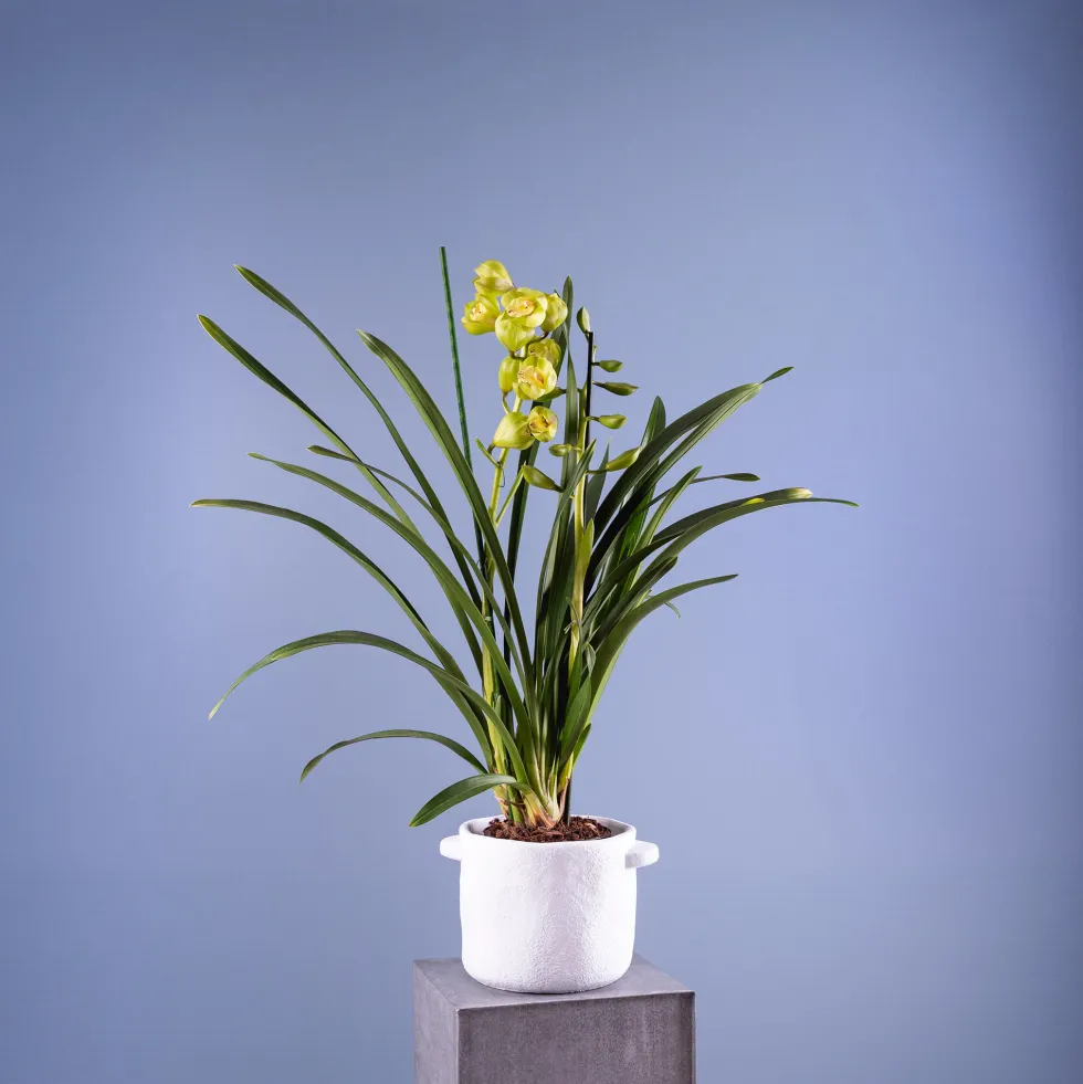 Orquídea Cymbidium